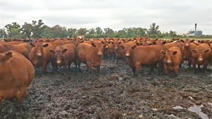  60 Novillos UE Hilton