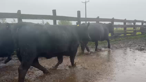  50 Vaquilla Engorda en Río Bueno, XIV Región Los Ríos