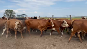  100 Vacas nuevas C/ gtia de preñez en Corrientes, Goya