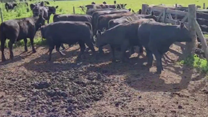  60 TERNS. MACHOS, AYACUCHO, BS. AS. 