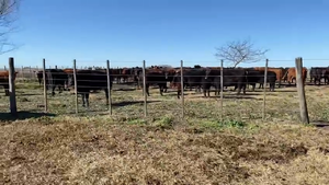  35 Vacas de invernar