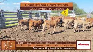  Lote 15