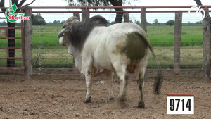  Toros Brahman