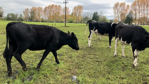  17 Vaquilla Gorda en Río Bueno, XIV Región Los Ríos