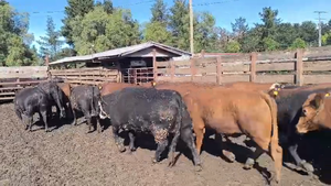  20 Vaquilla Gorda en Los Ángeles, VIII Región Biobío