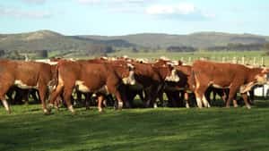 Vaquillonas Hereford Sin servicio — Escritorio Dutra LTDA.