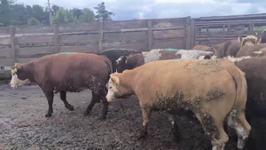  20 Vaquilla Gorda en Los Ángeles, VIII Región Biobío