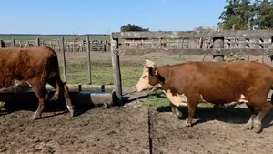 40 Vacas preñadas en Chajari - ER — MONASTERIO TATTERSALL S.A.