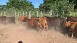  65 TERNEROS A TERMINO 