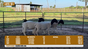  LOTE 91
