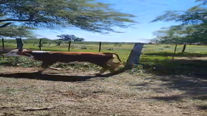  6 Terneros/as Cruzas en Ataliva, Santa Fe