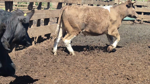  45 Novillo Gordo en Yerbas Buenas, VII  Región Maule