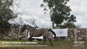 Cambara La Serranera — Escritorio Alori y Cia.