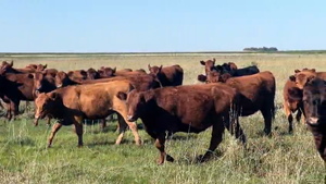  32 Vaquillonas C/ gtia de preñez