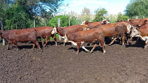  45 Novillos y Novillitos Cruzas en Las Palmeras, Santa Fe