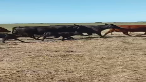  30 Vacas con Cría  en Villarino