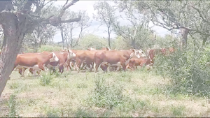  45 Vacas nuevas C/ gtia de preñez en Santa Fe, Progreso