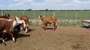  15 Terneras Braford y Hereford en Sunchales, Santa Fe