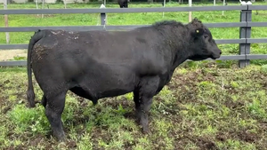  1 Toro