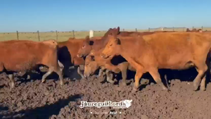  100 Vacas medio uso preñadas