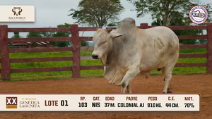 Lote 1 — Sola Marca SA