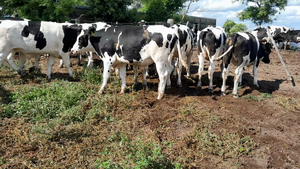  20 Novillitos Feed Lot Holando Argentino en Morteros, Córdoba