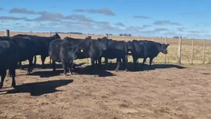  14 Vacas CUT preñadas