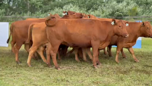  11 Vacas medio uso C/ gtia de preñez