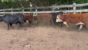  42 Novillo Engorda en Coyhaique, XI Región Aysén