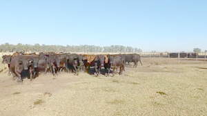  50 Vacas CUT preñadas en Bolívar, Buenos Aires