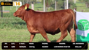  LOTE 16