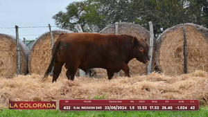 Lote 3 — Escritorio Dutra LTDA.
