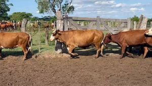  37 Vacas de invernar en Ituzaingó, Corrientes