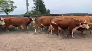  50 Vacas de invernar