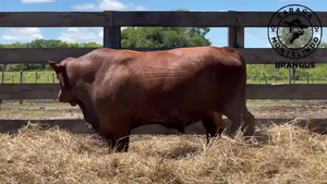  TORO