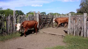  38 Vacas de invernar