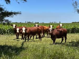  40 Vacas nuevas C/ gtia de preñez