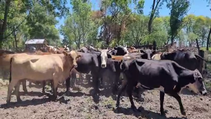  50 Vacas de invernar en Chaco, Basail