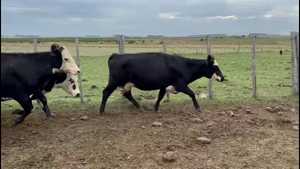  VACAS PREÑADAS