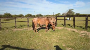  2 Montados en Corrientes, Curuzú-Cuatiá