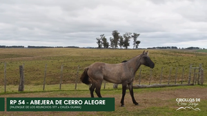  ABEJERA DE CERRO ALEGRE