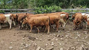  55 Vaquilla Engorda en Futrono, XIV Región Los Ríos