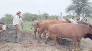  35 Vacas medio uso C/ gtia de preñez en Entre Ríos, San José de Feliciano