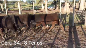  TERNEROS