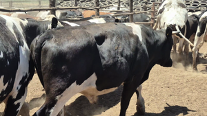  45 Novillo Gordo en San Rafael, VII  Región Maule