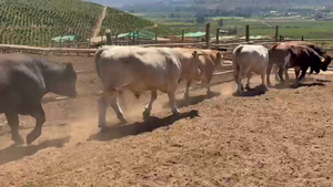  20 Torete en Melipilla, Región Metropolitana