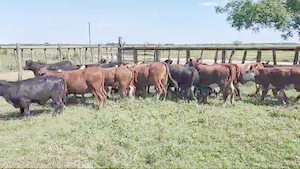  35 Terneras Braford y cruzas británicas  en Calchaquí, Santa Fe