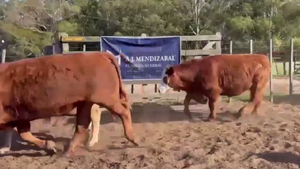  90 NOVILLITOS, EN GUAMINÍ, BS. AS.