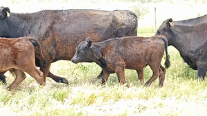  15 Vacas CUT con cría en Buenos Aires, San Cayetano