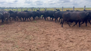  90 Vacas medio uso C/ gtia de preñez en Juan José Castelli, Chaco